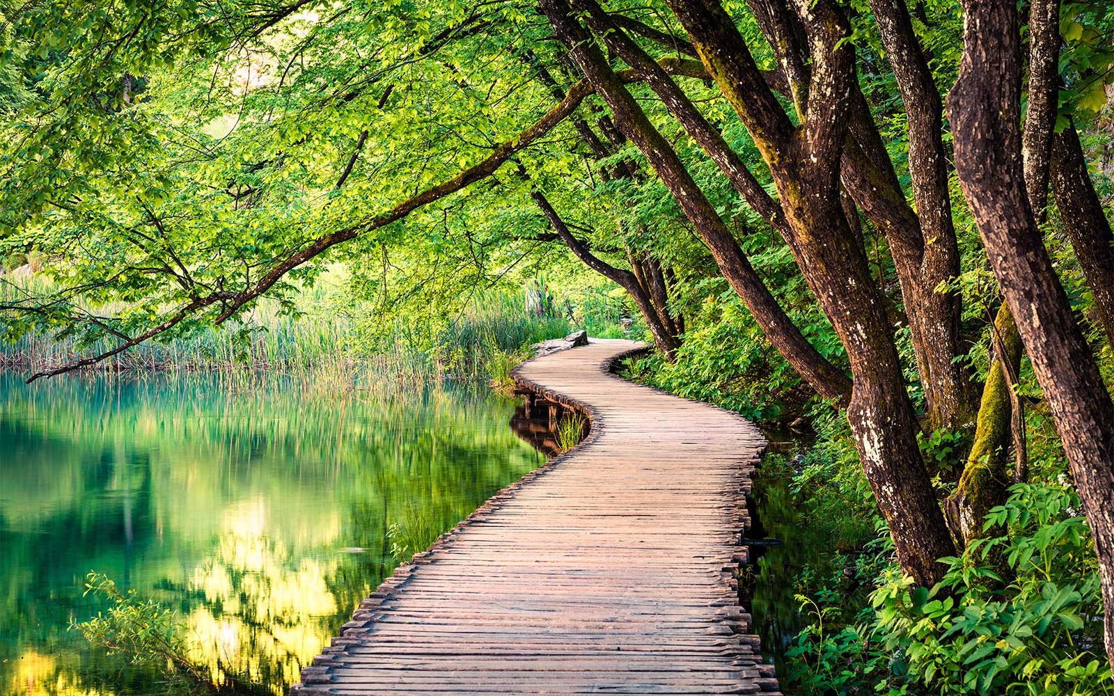 Collective Action wooden bridge through forrest and water